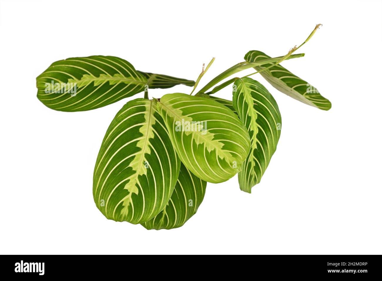 Verde 'Maranta Leuconeura Limone' casalinga su sfondo bianco Foto Stock