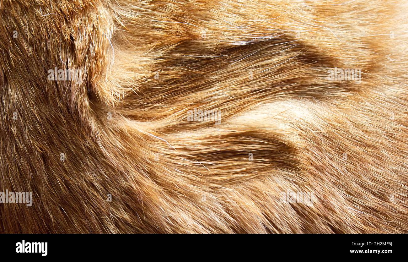 pelliccia di gatto lunga e rossa come sfondo Foto Stock