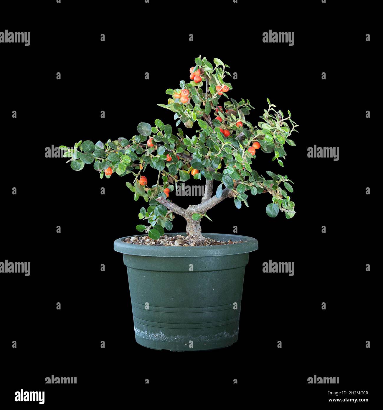 Cotoneaster horizontalis predonsai isolato su sfondo scuro; pianta giovane in vasetto di plastica Foto Stock