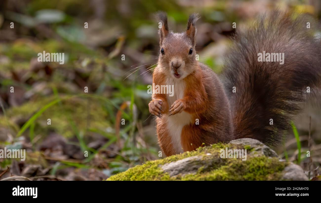 eichhörnchen, tier, nager, säugetier, lebene selvatico tiere, natur, Foto Stock