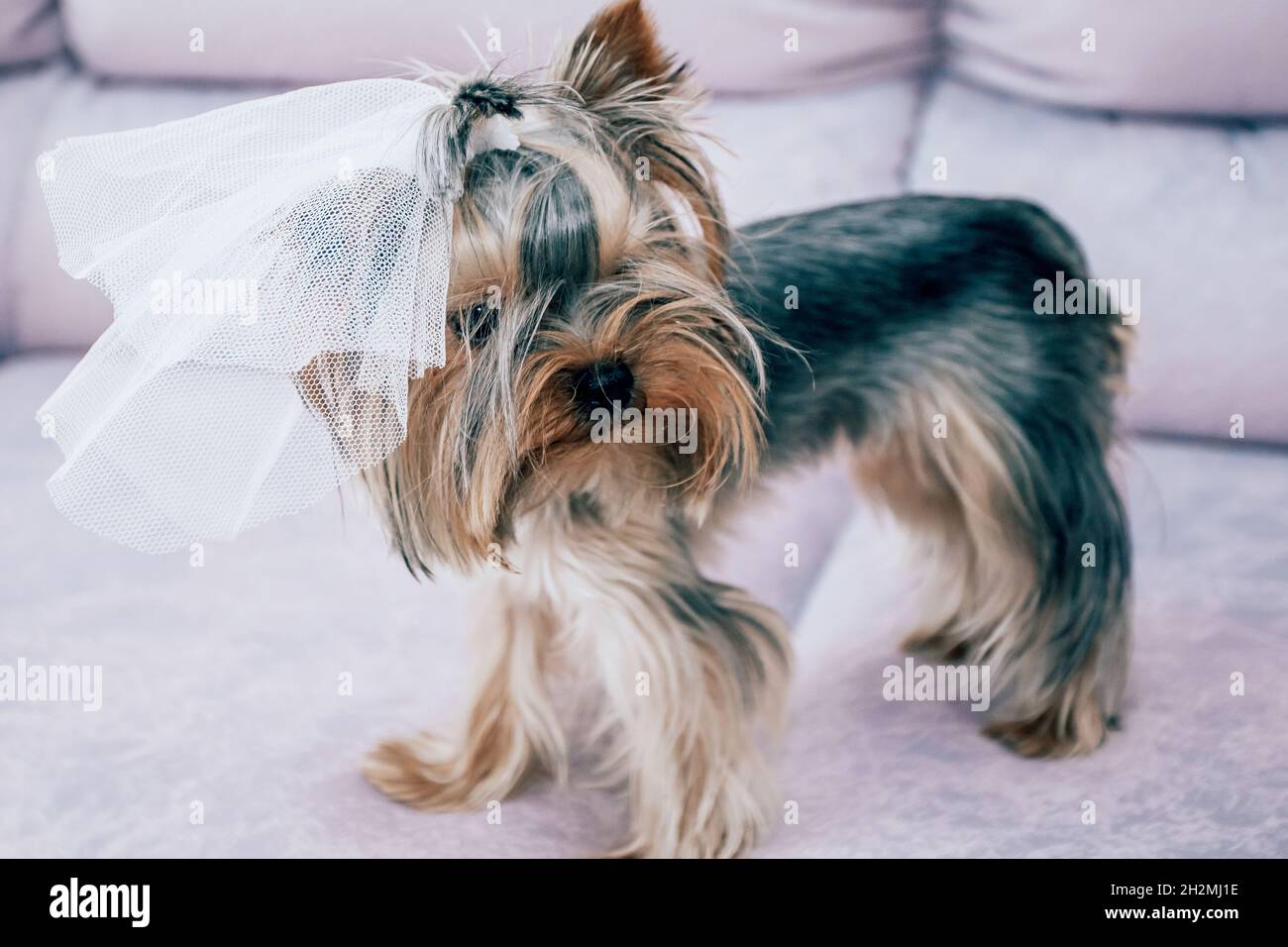 Yorkshire Terrier con velo in testa Foto Stock