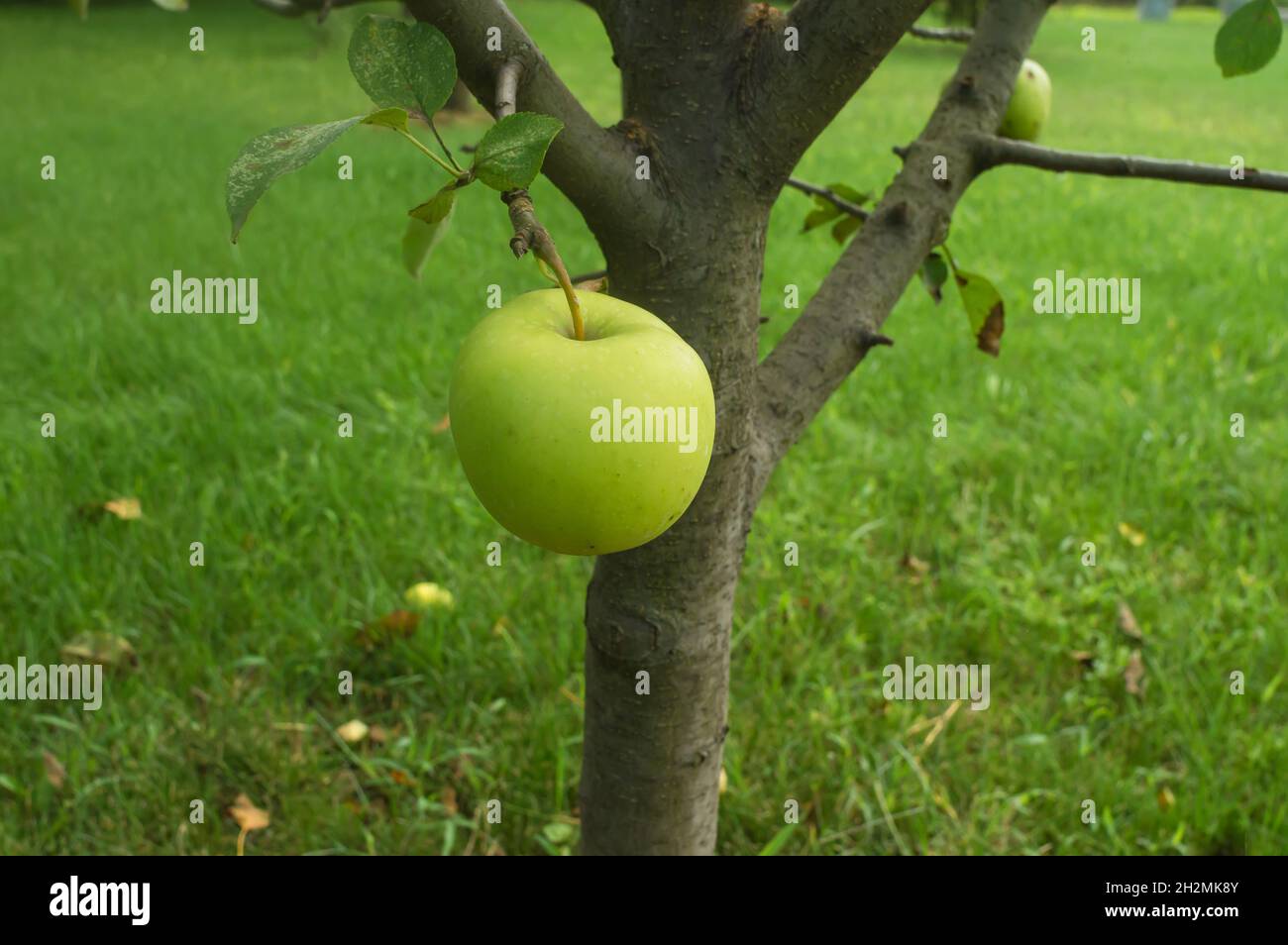 Armonia verde nel frutteto - ultimi frutti biologici appesi su un albero di mele Foto Stock
