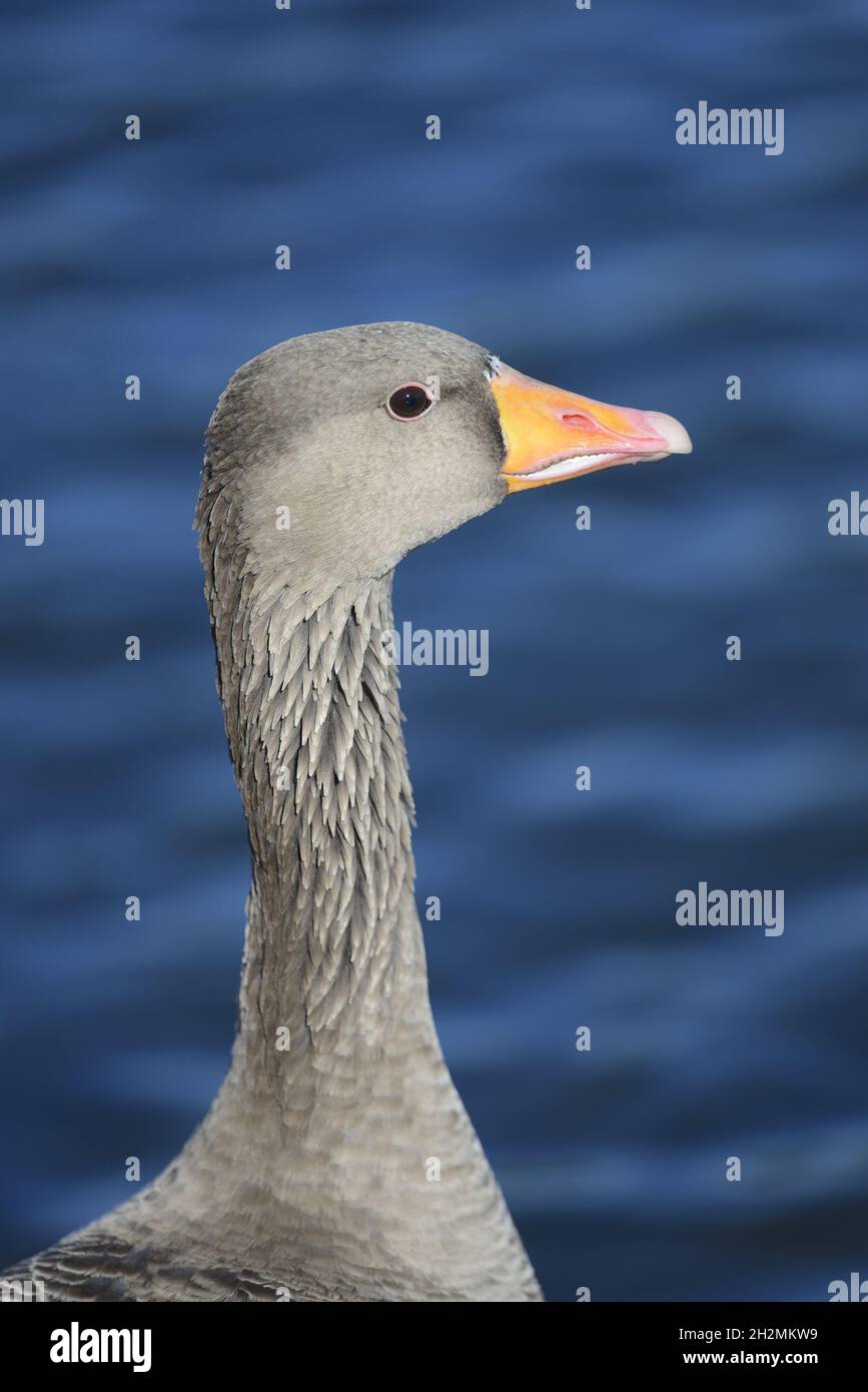 Greylag Goose (Anser anser) Kensington Gardens, Londra. Ottobre Foto Stock