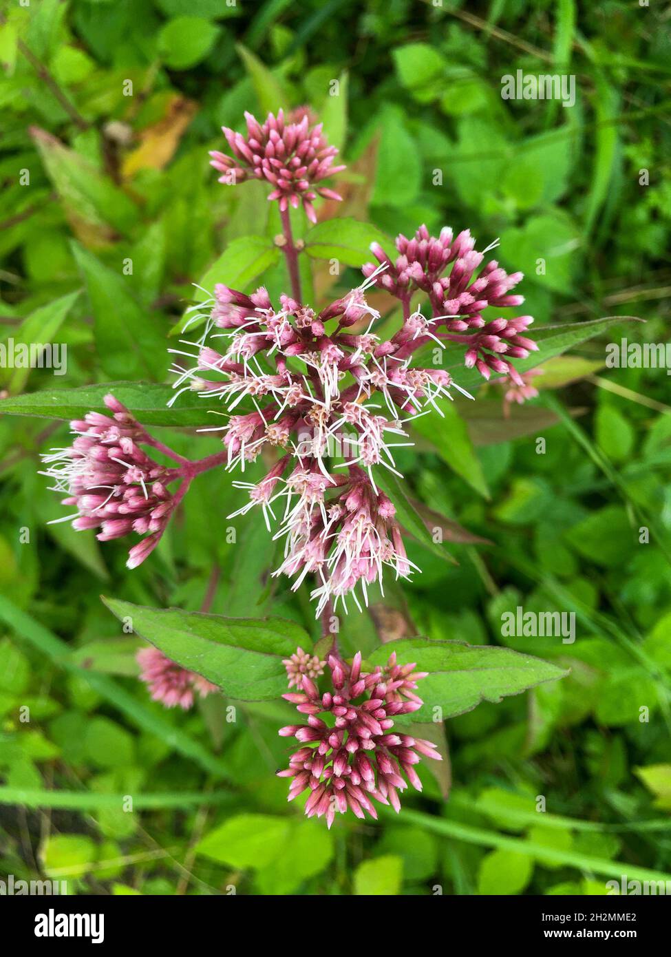 Gewöhnlicher Wasserdost Blüte in einem Sumpfgebiet Foto Stock