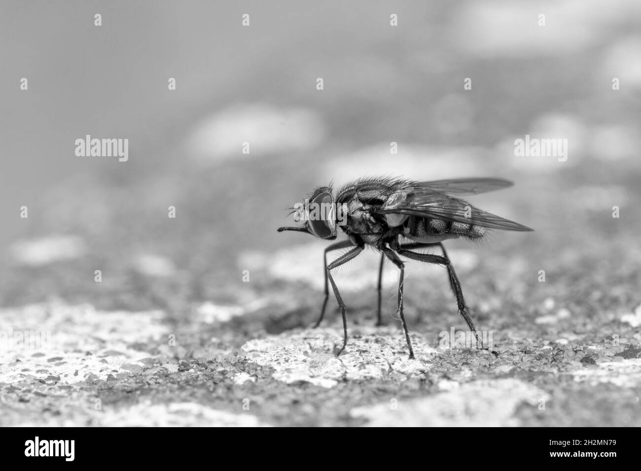 Immagine in bianco e nero di una casa vola (Musca domestica) su un muro di cemento Foto Stock