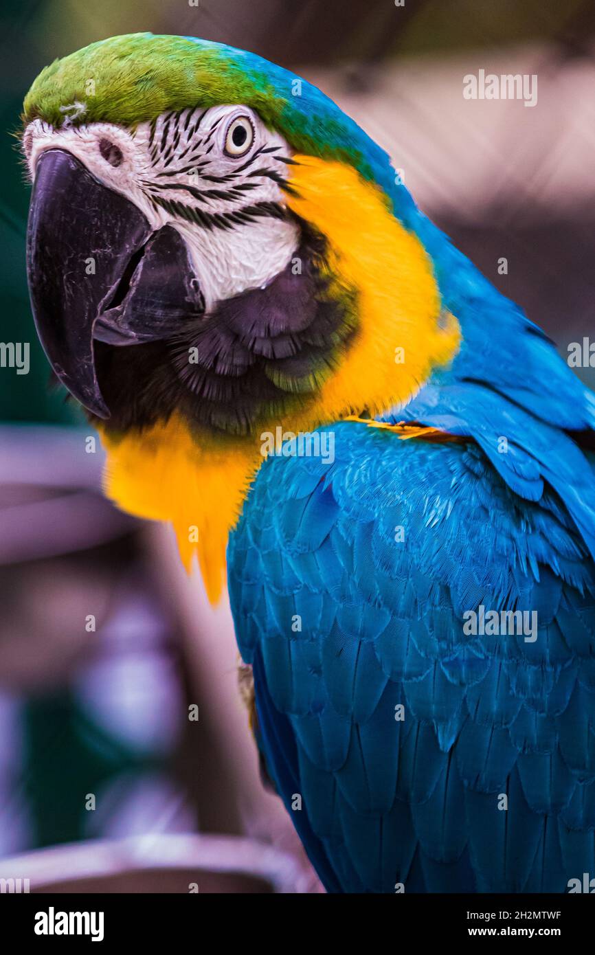 I macaws sono un gruppo di pappagalli del nuovo mondo che sono a coda lunga e spesso colorati. Sono popolari nell'avicoltura o come pappagalli del compagno. Foto Stock