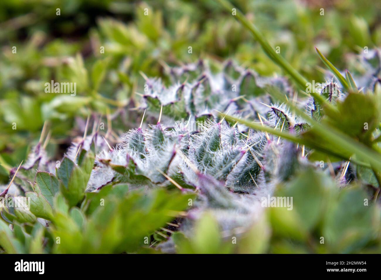 Foglie di giovane steppa spugnosa pianta Cirsium arvense o Thistle close up, una sorta di erbaccia Foto Stock