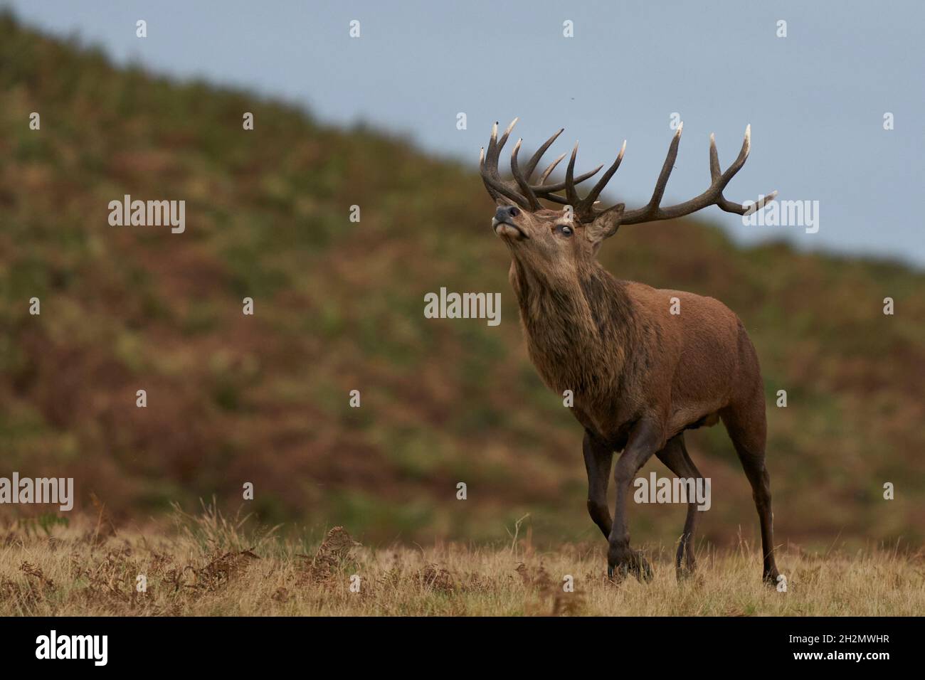 Dominante Red Deer Stag (Cervus elaphus) che corre per arrotondare le angune nel suo gruppo di allevamento durante il rut annuale a Bradgate Park, Leicestershire Foto Stock