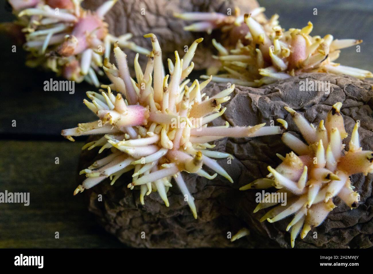 Patate germogliate con rigogliosi grappoli di giovani radici da vicino Foto Stock