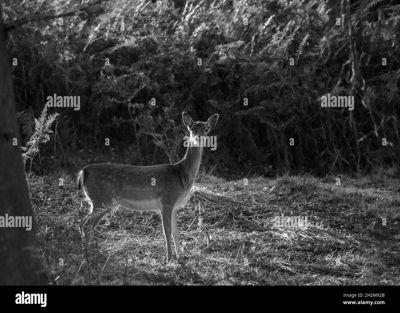 Il cervo mite cammina attraverso un ambiente autunnale Foto Stock