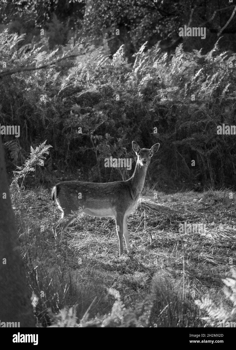 Il cervo mite cammina attraverso un ambiente autunnale Foto Stock