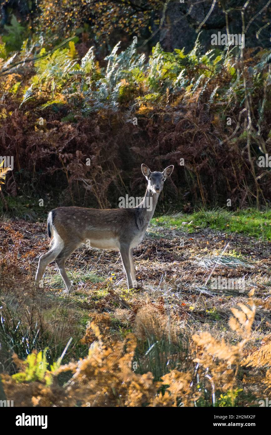 Il cervo mite cammina attraverso un ambiente autunnale Foto Stock