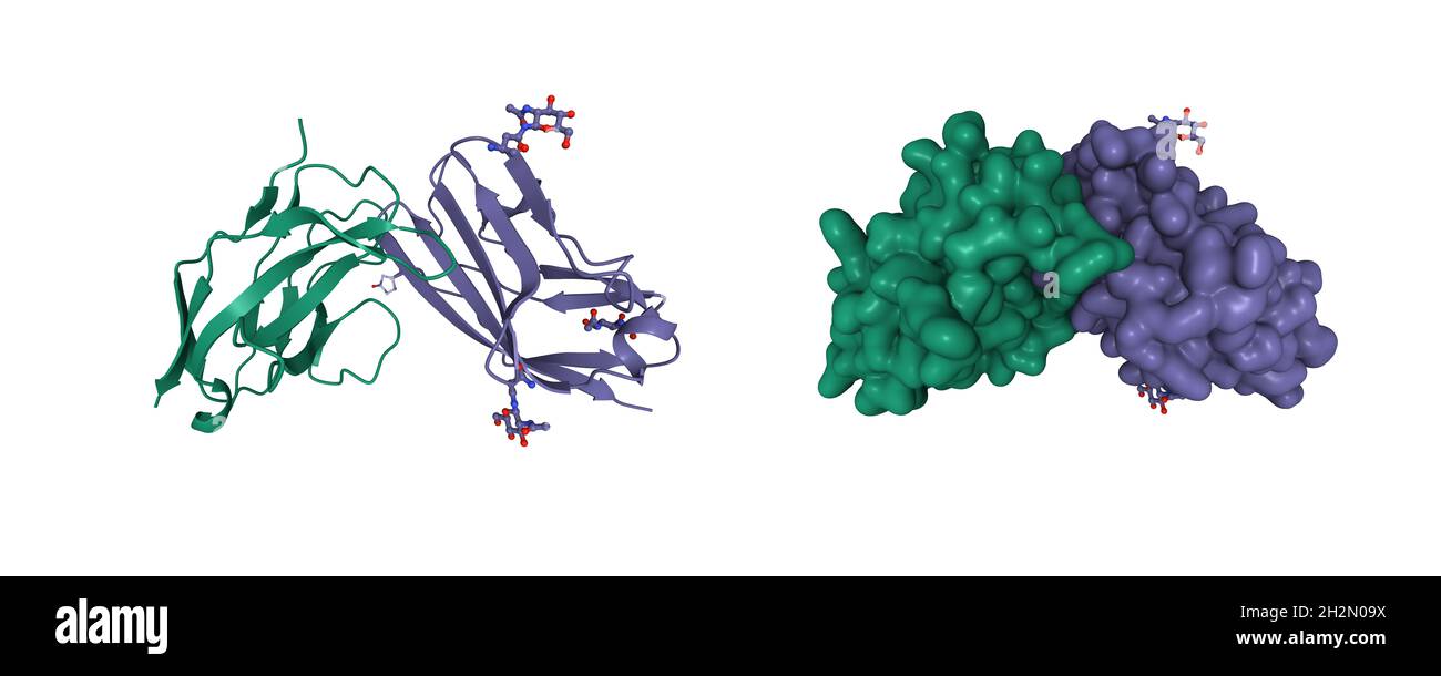 Struttura di CD47 umano (violetto) complessato con proteina regolatrice del segnale umano (SIRP) alfa (verde), cartoon 3D e modelli di superficie gaussiani, PDB 2jjt Foto Stock