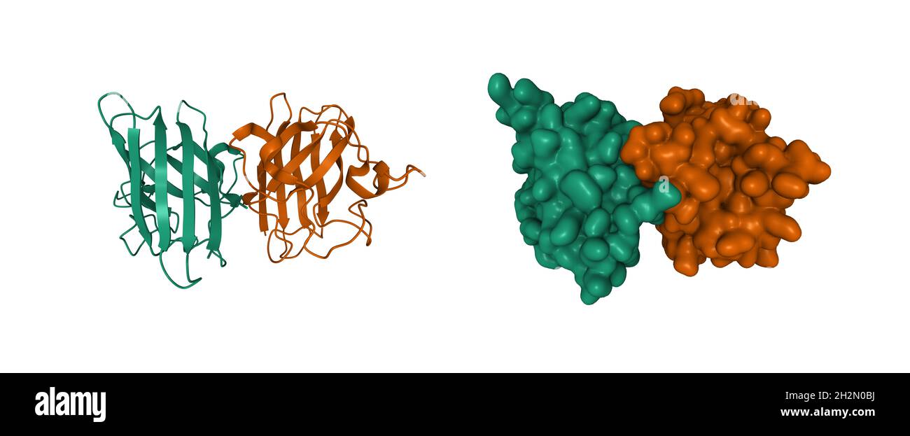 Struttura di Cu umano, Zn superossido dismutasi, cartoni animati 3D e modelli di superficie gaussiani, schema colore di ID a catena, PDB 1pu0, sfondo bianco Foto Stock