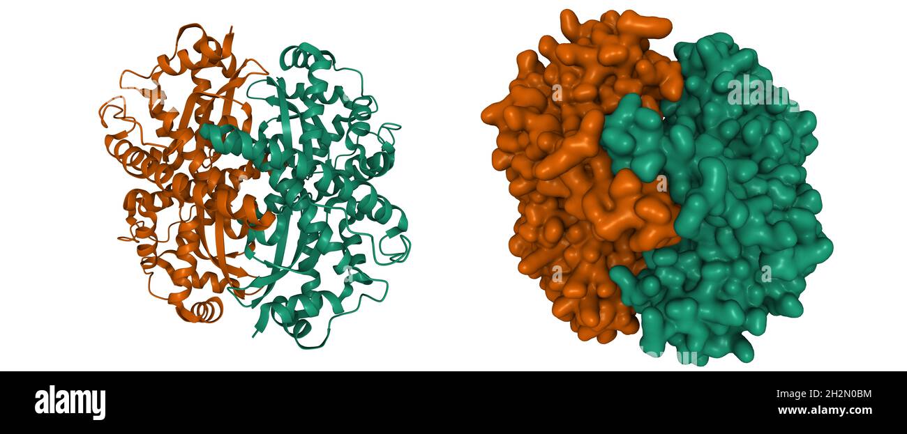 Struttura di dismutasi di superossido di manganese umano nativo, modelli di superficie 3D cartoni animati e gaussiani, schema colore di identificazione a catena, PDB 5vf9, sfondo bianco Foto Stock
