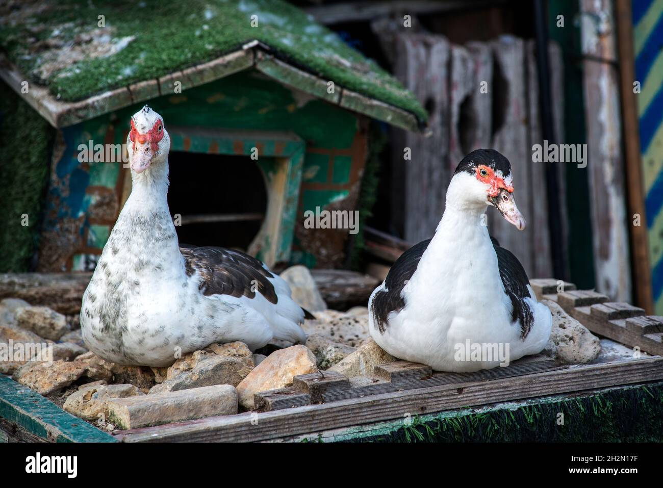 anatre che minano il nido Foto Stock