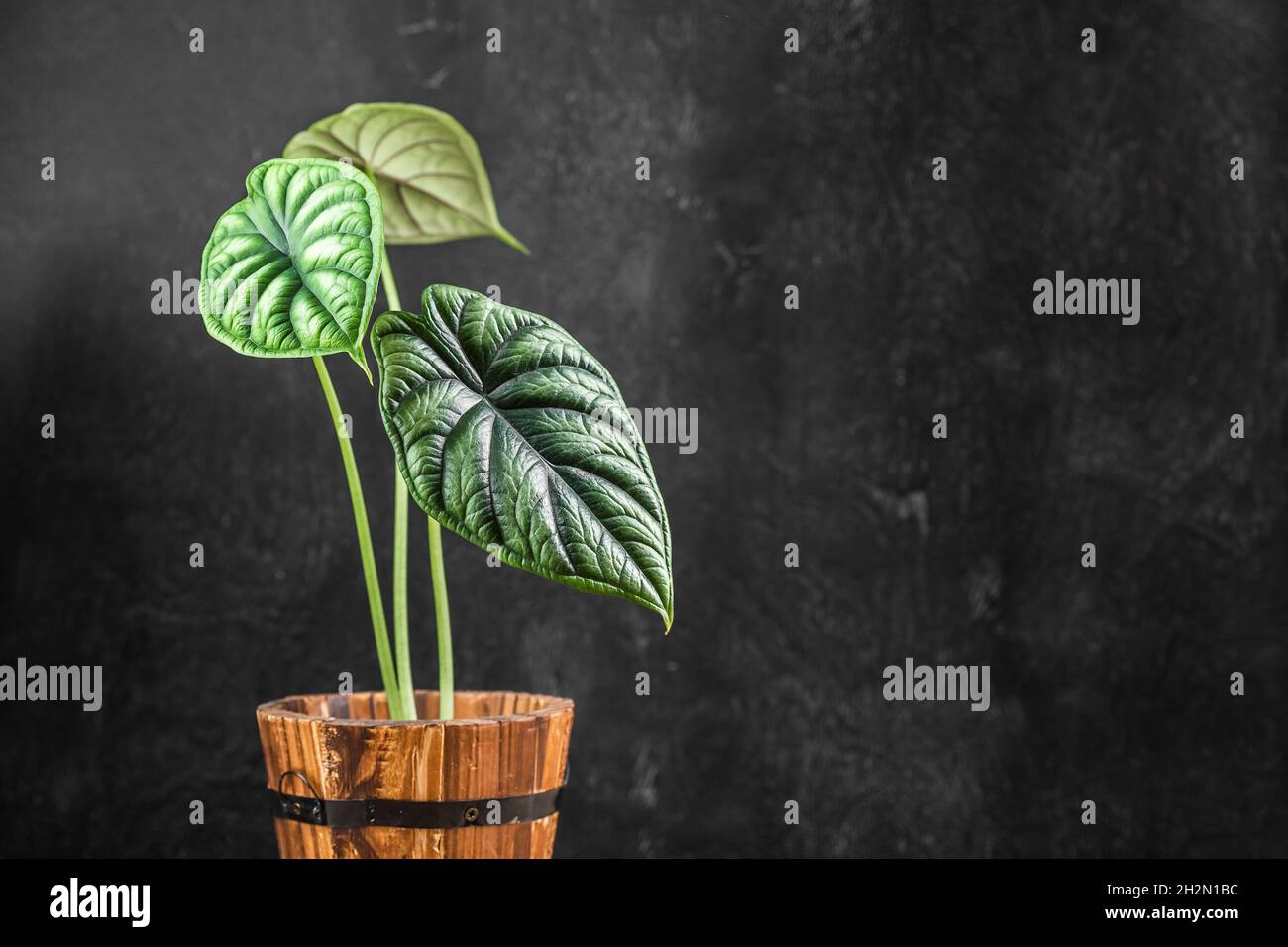 Tropical Alocasia Baginda Dragon Scale houseplant in legno fiore pentola su sfondo scuro Foto Stock
