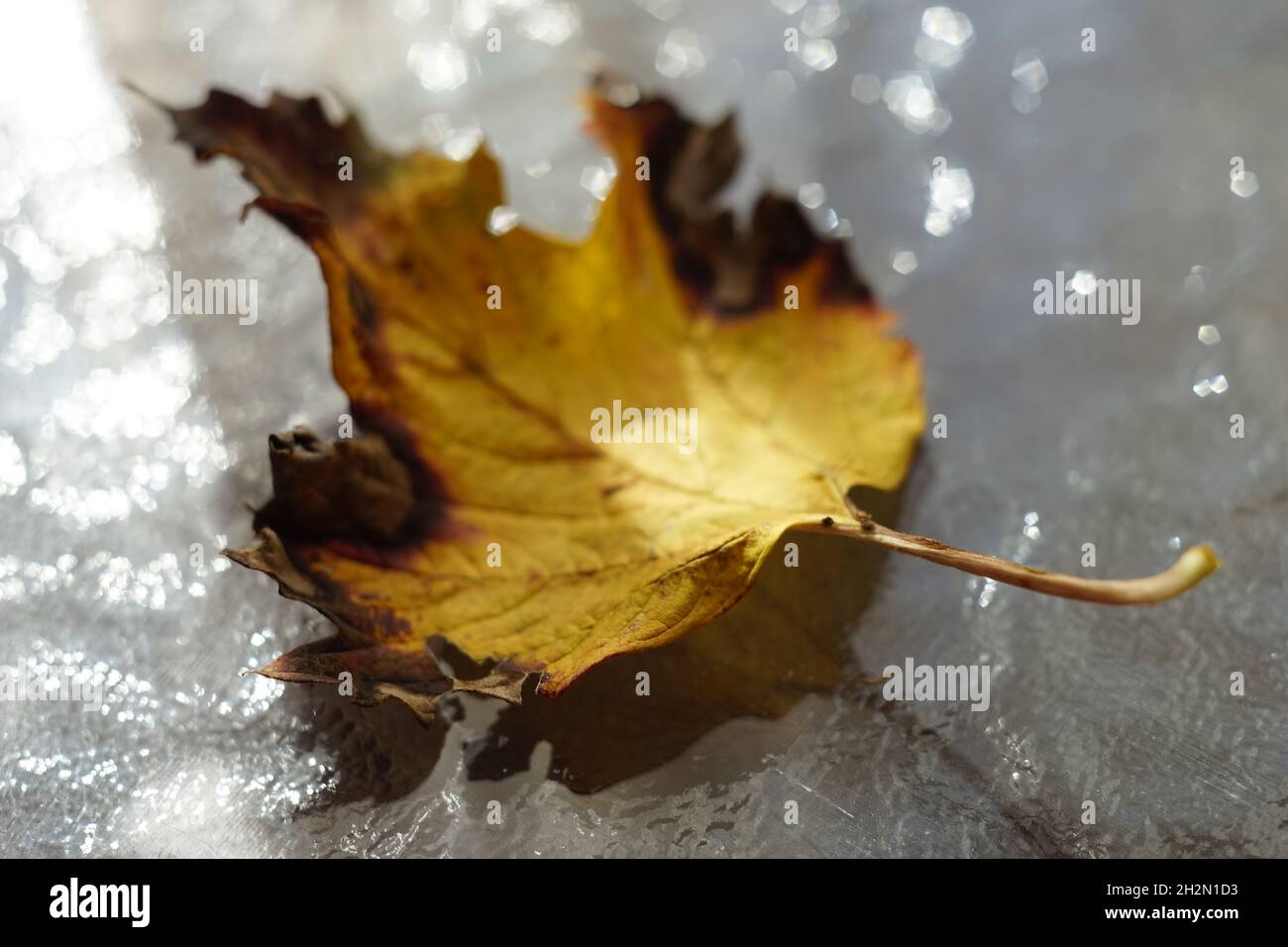 Foglia di biancospino giallo autunnale secca con estremità marroni su tavola di vetro soleggiato. Foto Stock