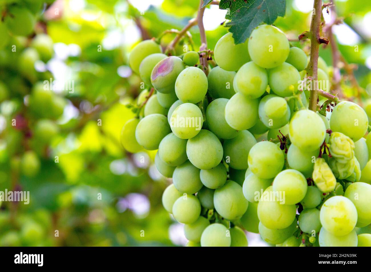 Uve bianche biologiche che crescono in un vigneto Foto Stock