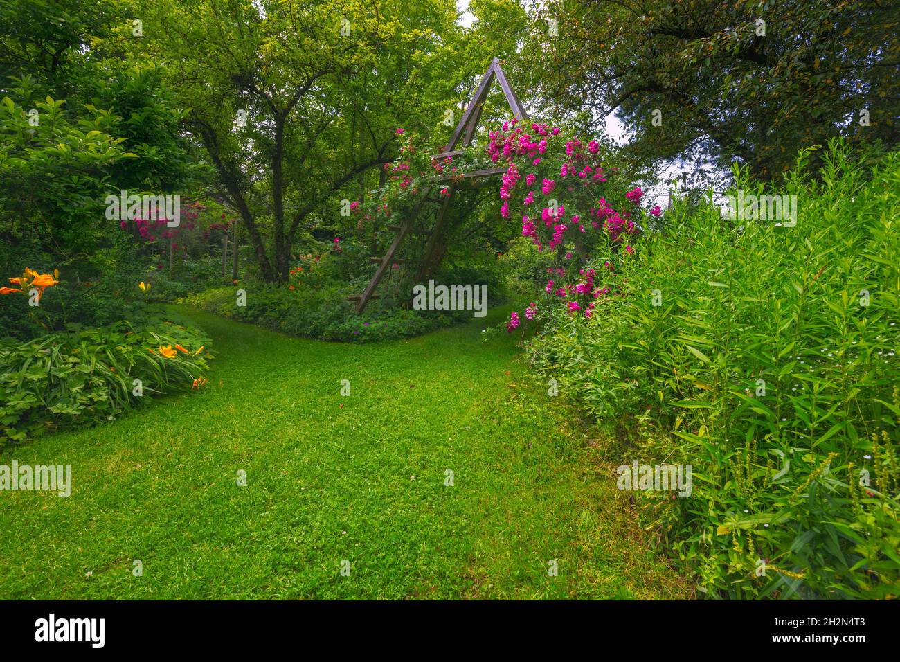 Idilliaco giardino di rose con rosa fioritura rambler roses Foto Stock