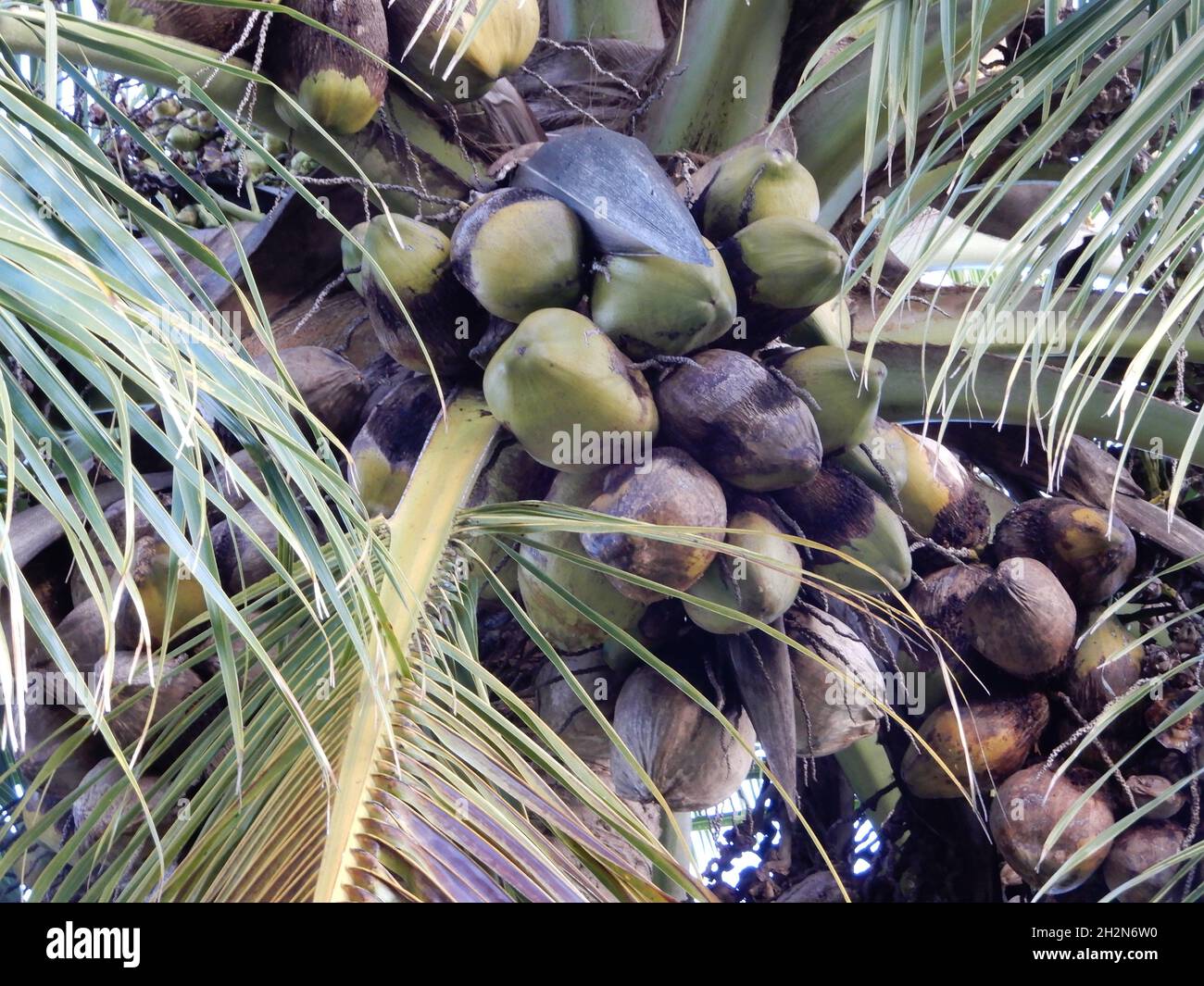 Oahu HI U.S.A. 6/1-9/2021. Palme da cocco Oahu, alberi di banana e campi di ananas. Foto Stock