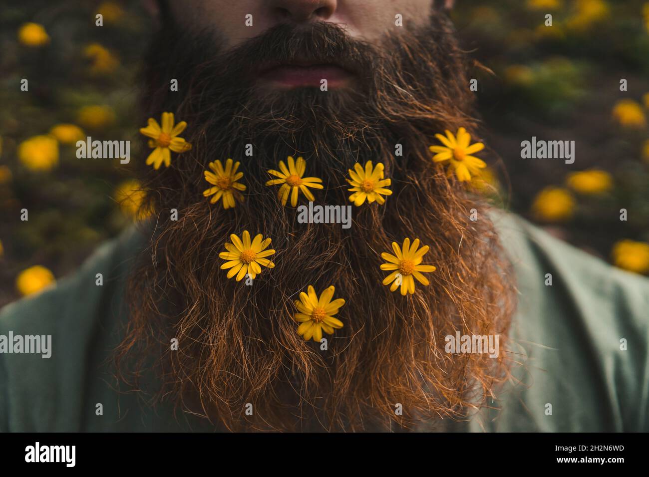 Fiori gialli disposti sulla barba marrone dell'uomo Foto Stock