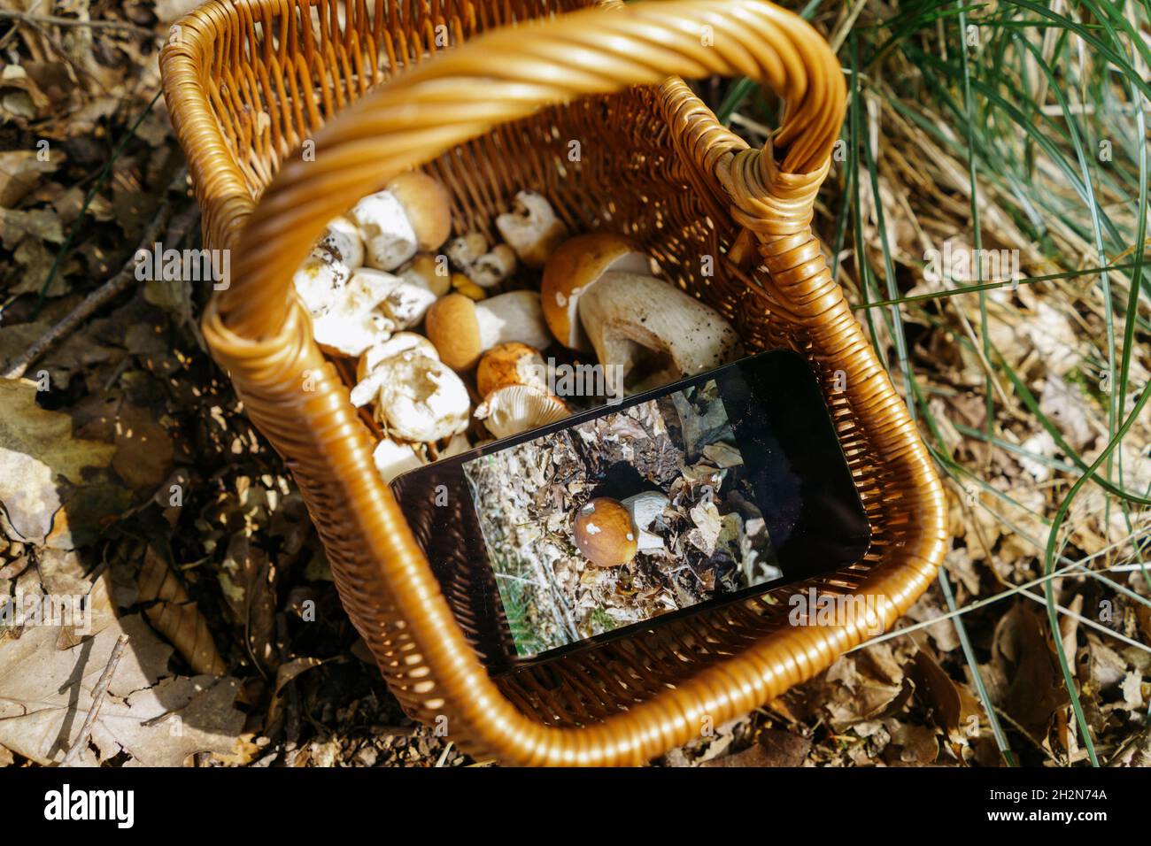 Telefono cellulare e funghi Porcini in cestino Foto Stock