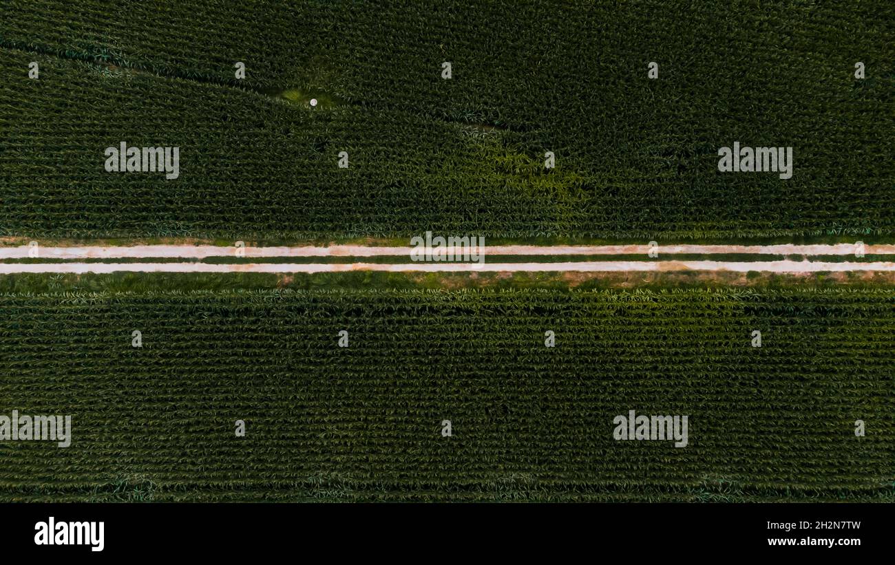 Vista aerea della strada sterrata campagna che si estende tra campi di mais verdi Foto Stock