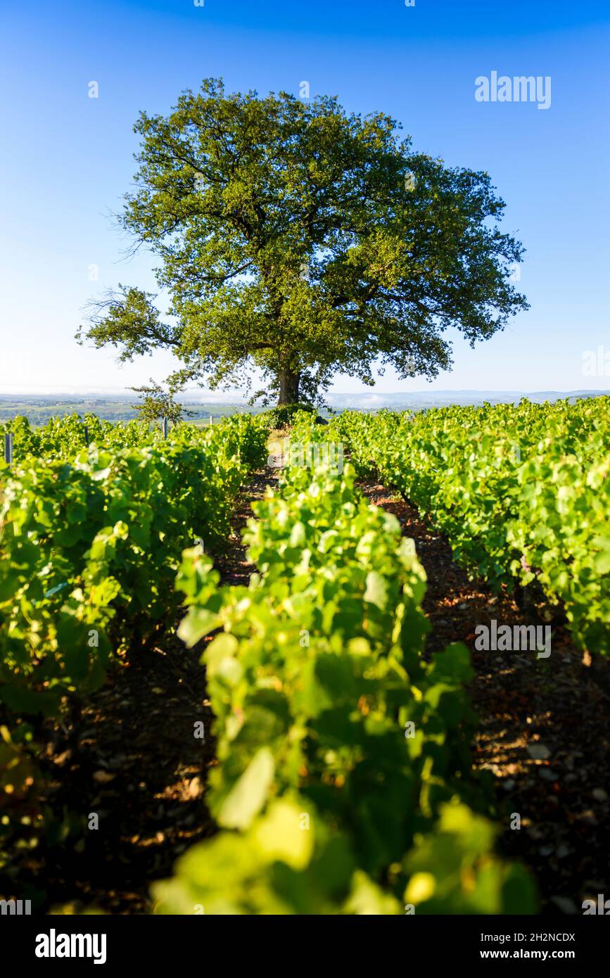 Le chêne du Py au milieu du vignoble de Morgon, Beaujolais, Francia Foto Stock