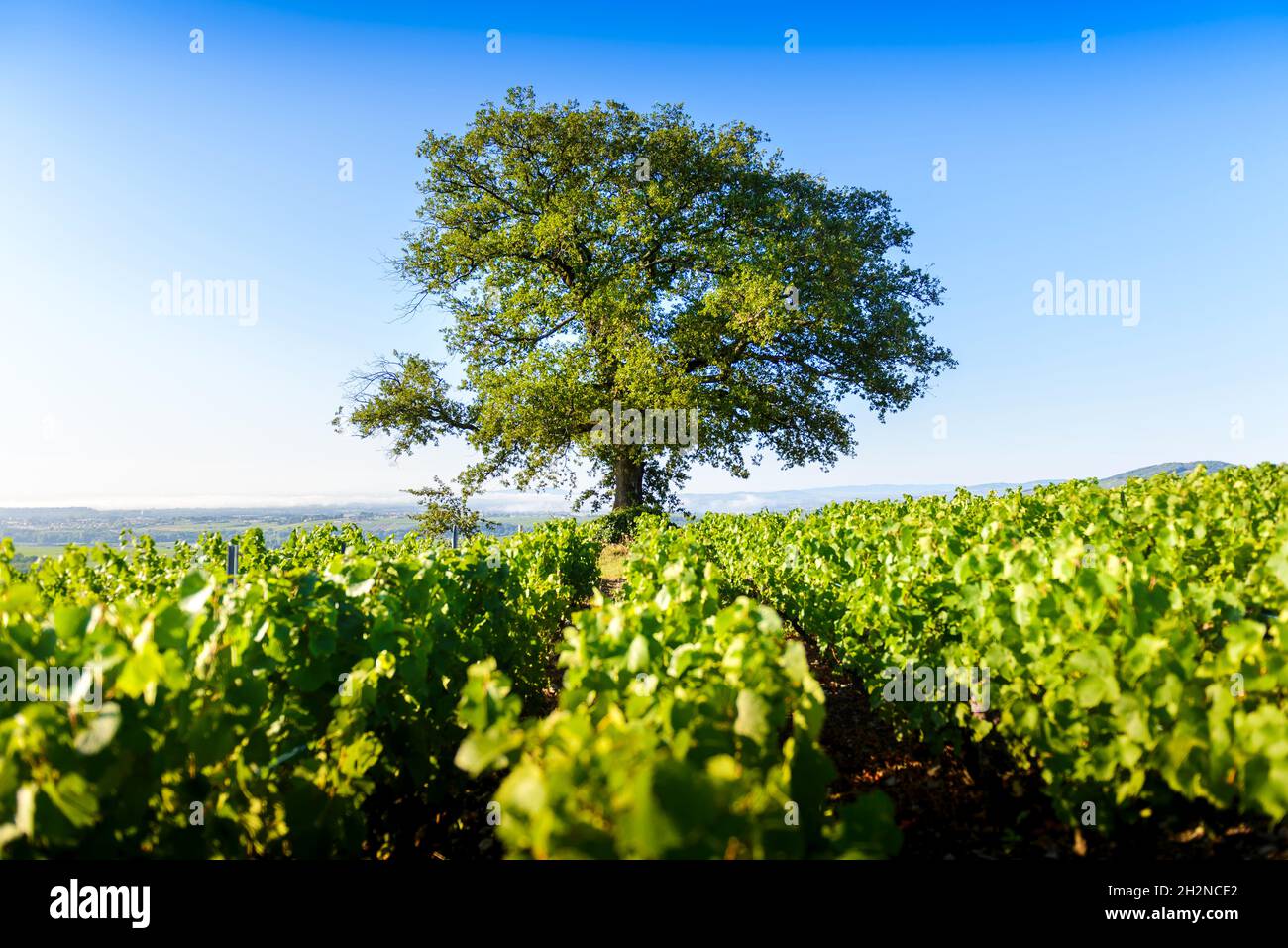 Le chêne du Py au milieu du vignoble de Morgon, Beaujolais, Francia Foto Stock