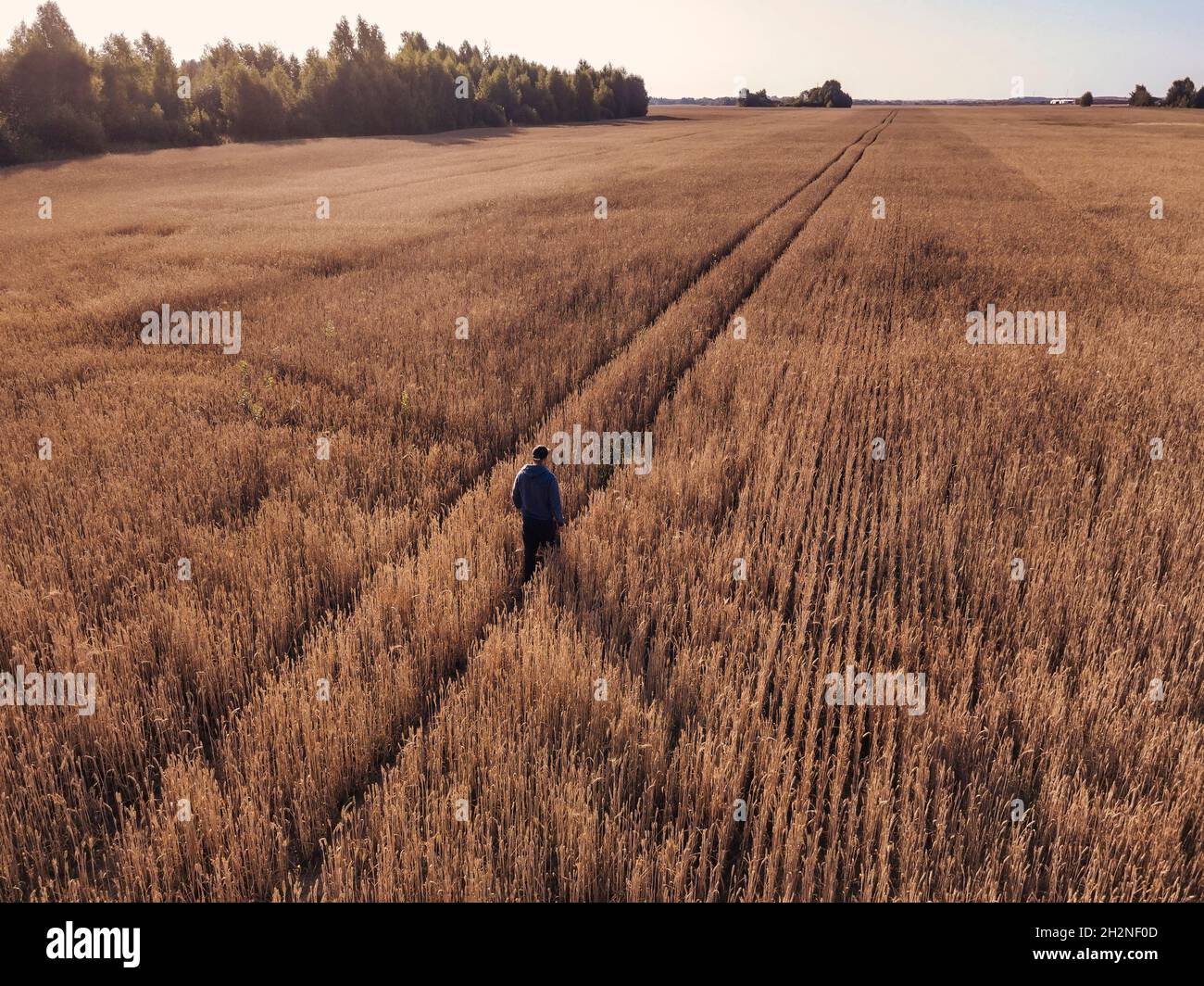 Uomo che cammina al campo di segale Foto Stock