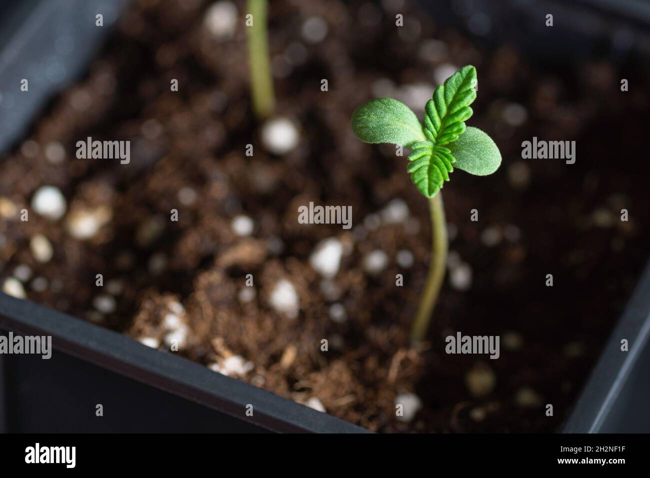 Piccoli marijuana medica o pianta di canapa che crescono nel suolo in poeti neri Foto Stock Piccoli marijuana medica o pianta di canapa che crescono nel suolo in poeti neri Foto Stock