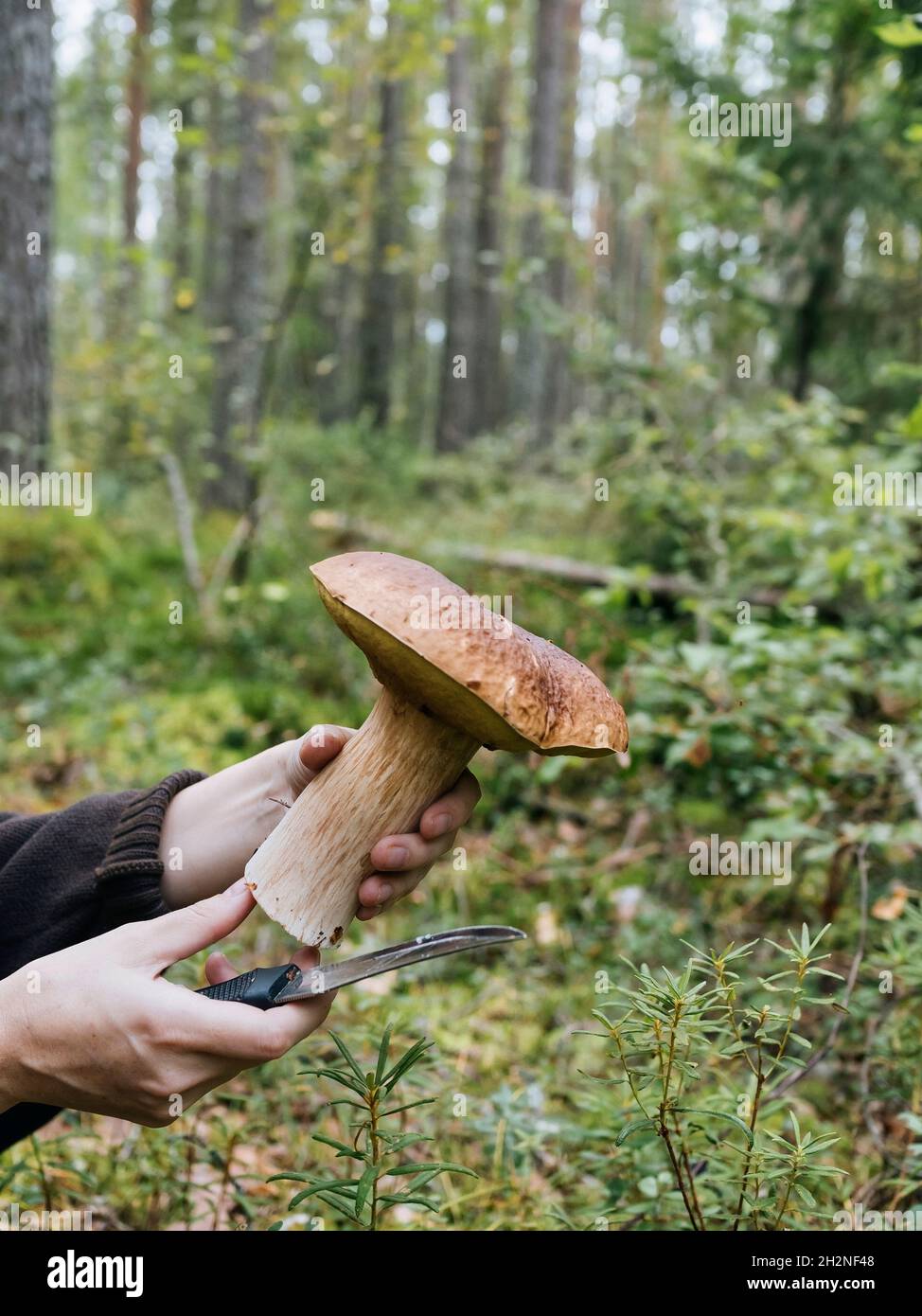 Donna con coltello che tiene re fungo bolete in foresta Foto Stock