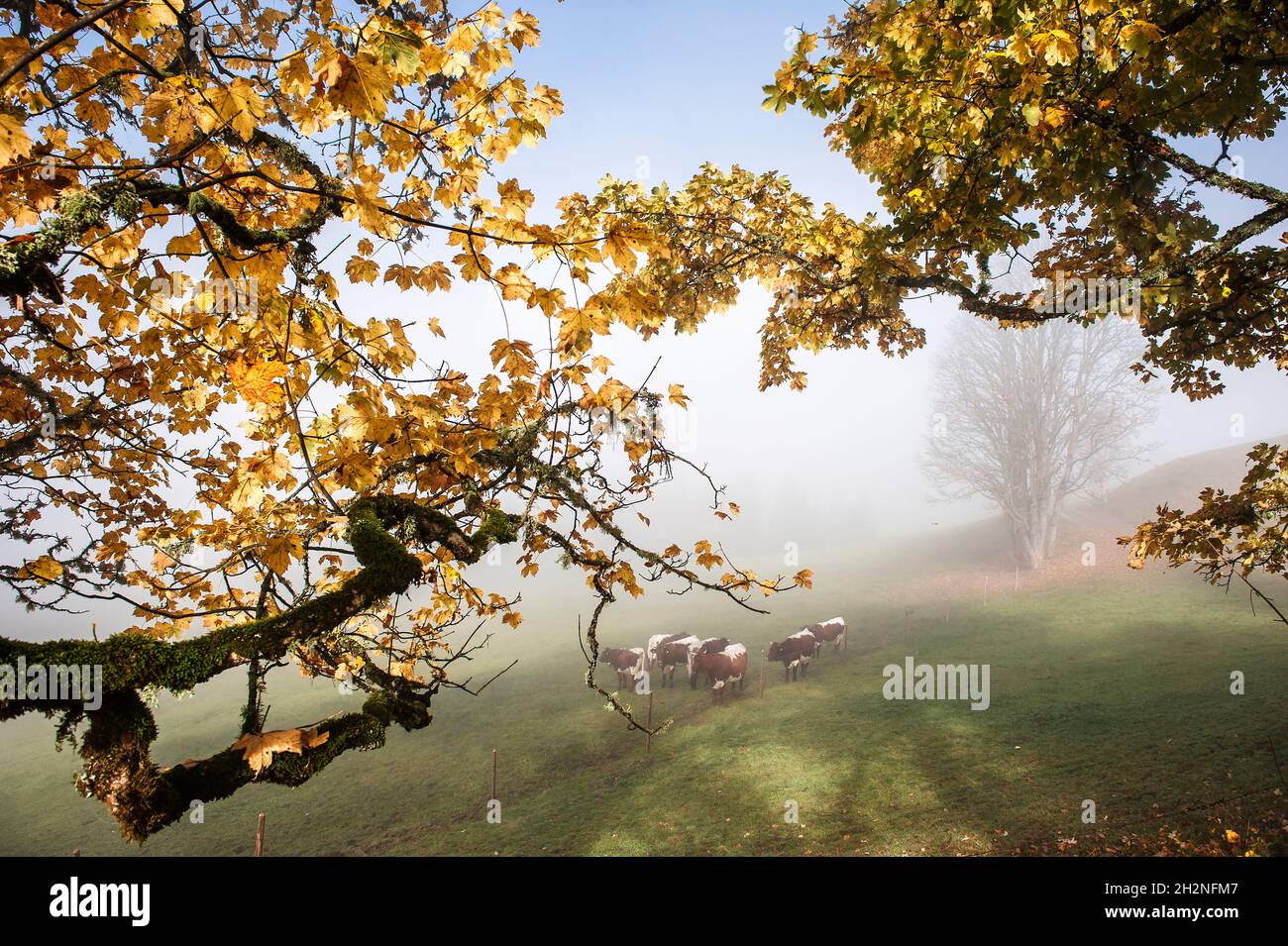 Vecchio albero di mosy in autunno Foto Stock
