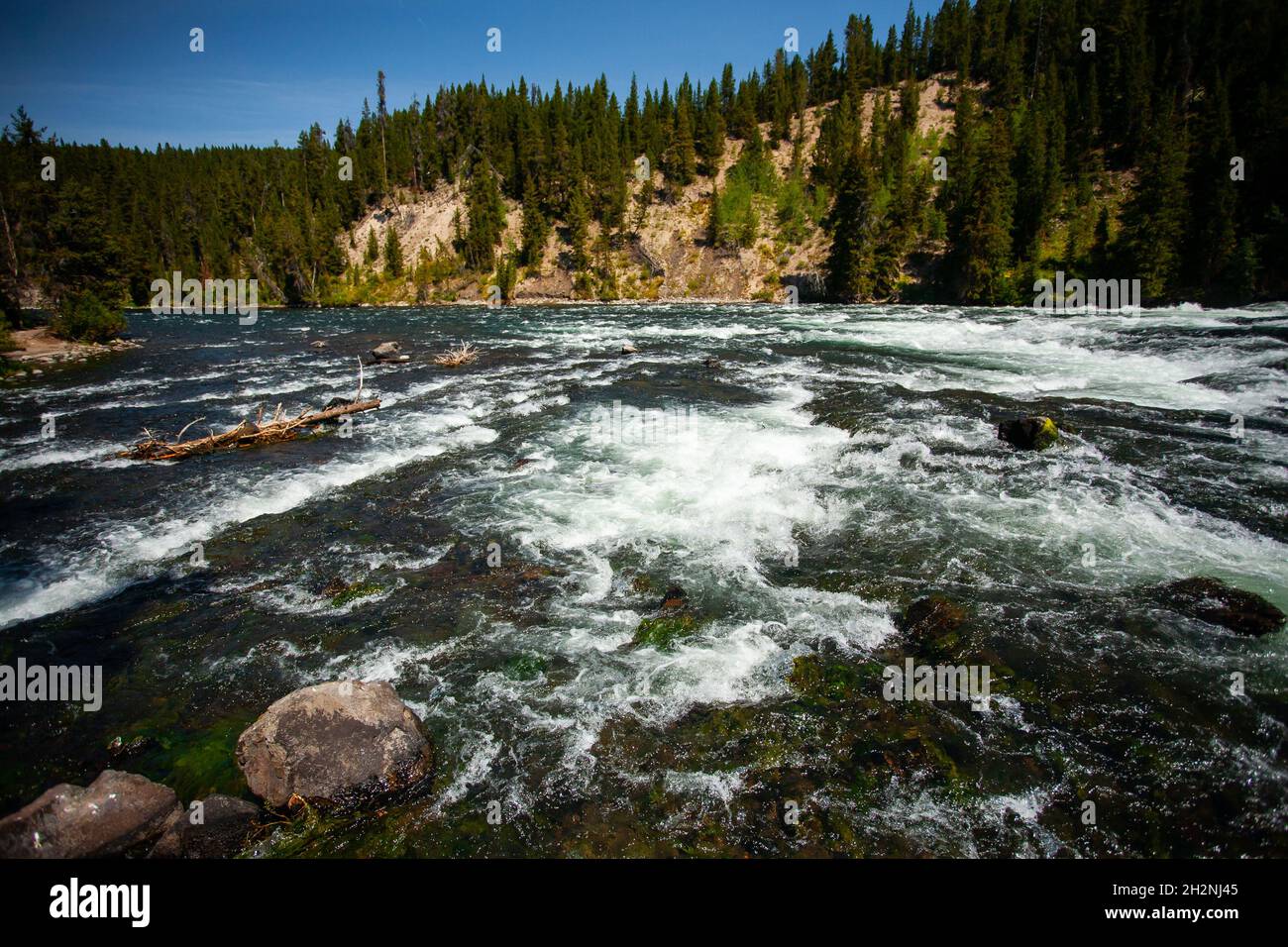 Fiume schiumoso rapido con foresta di conifere sullo sfondo, fuoco su acqua schiumando su pietre e tronchi, fiume Swift, giorno di sole, cielo blu, bellezza Foto Stock