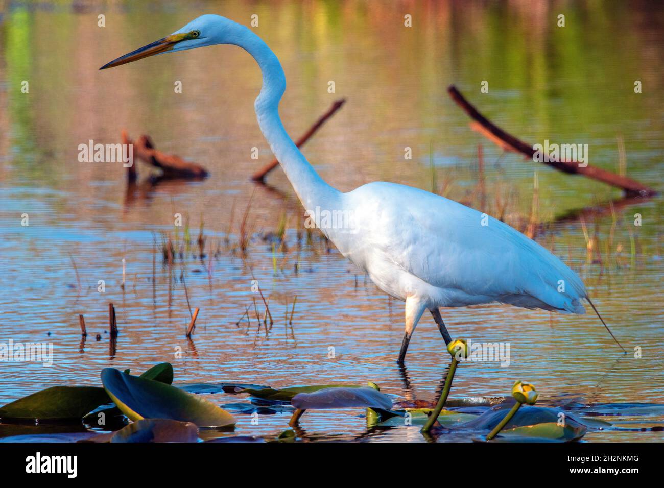 Neve Egret guado in Wetlands. Erie, Pennsylvania Foto Stock