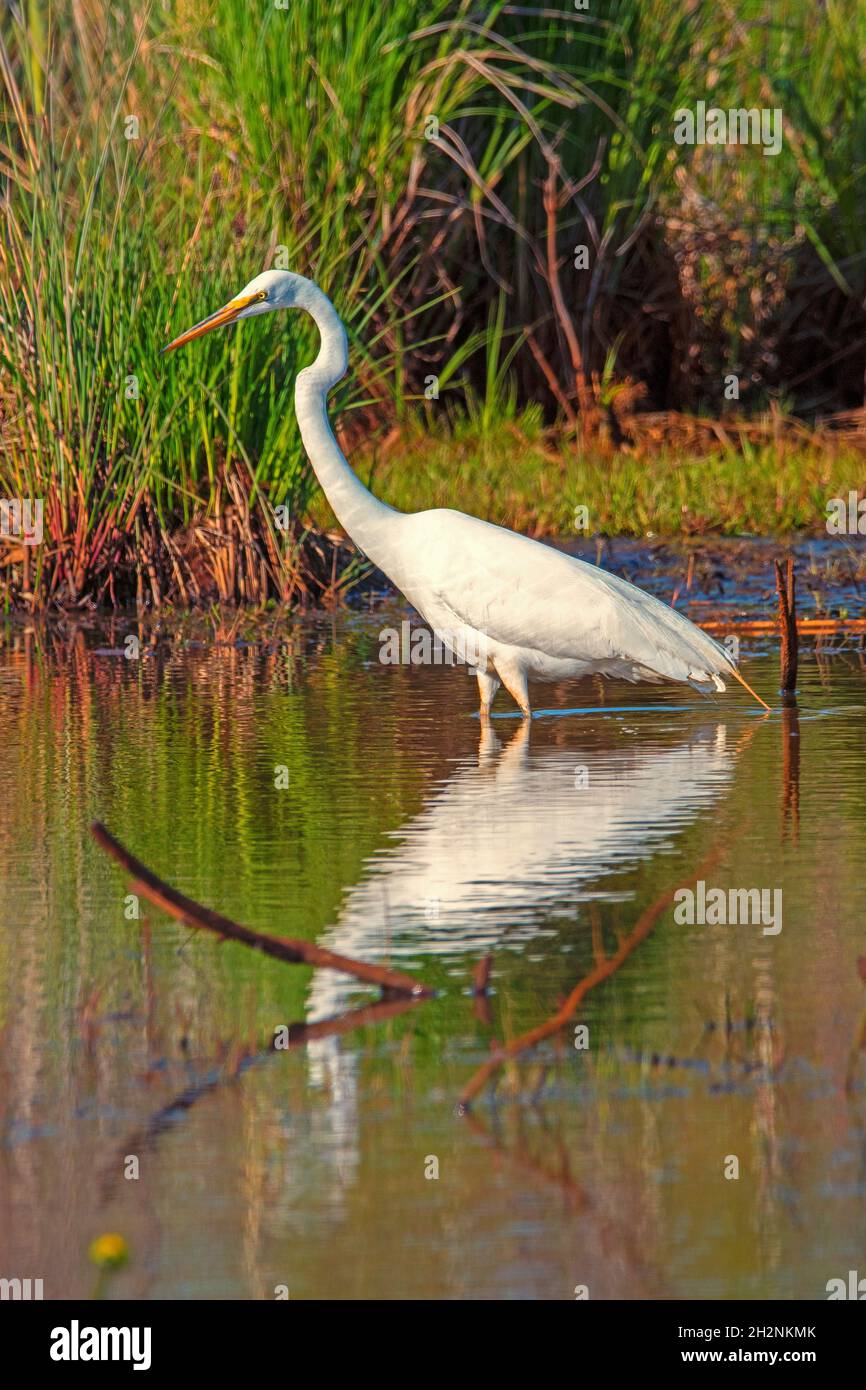 Neve Egret guado in Wetlands. Erie, Pennsylvania Foto Stock