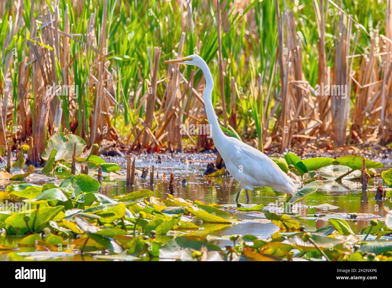 Neve Egret guado in Wetlands. Erie, Pennsylvania Foto Stock