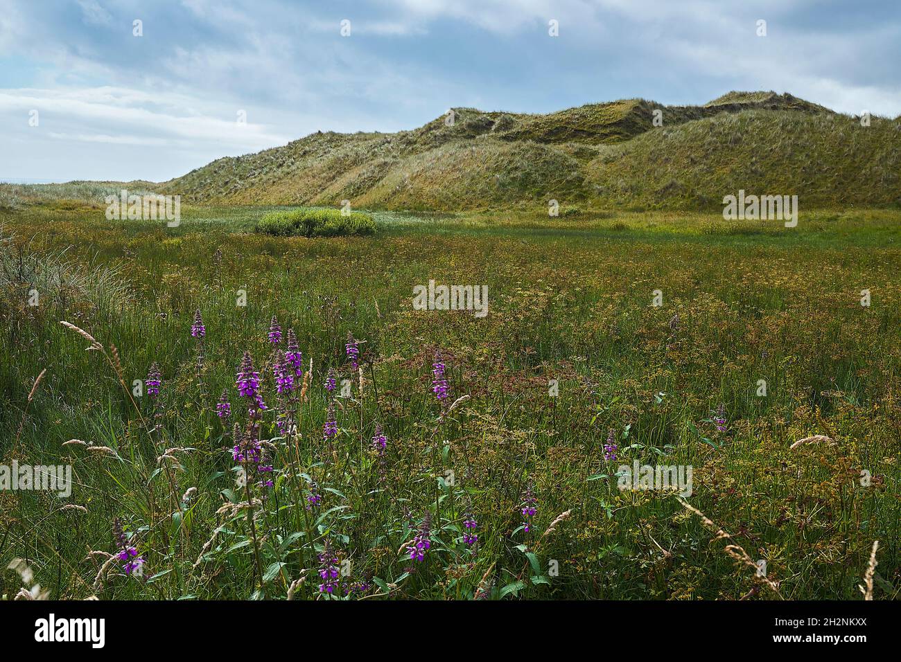Dune di sabbia paesaggio generale ed ecosistema, con Marsh Woundwort, (Stachys palustris) in primo piano. Foto Stock