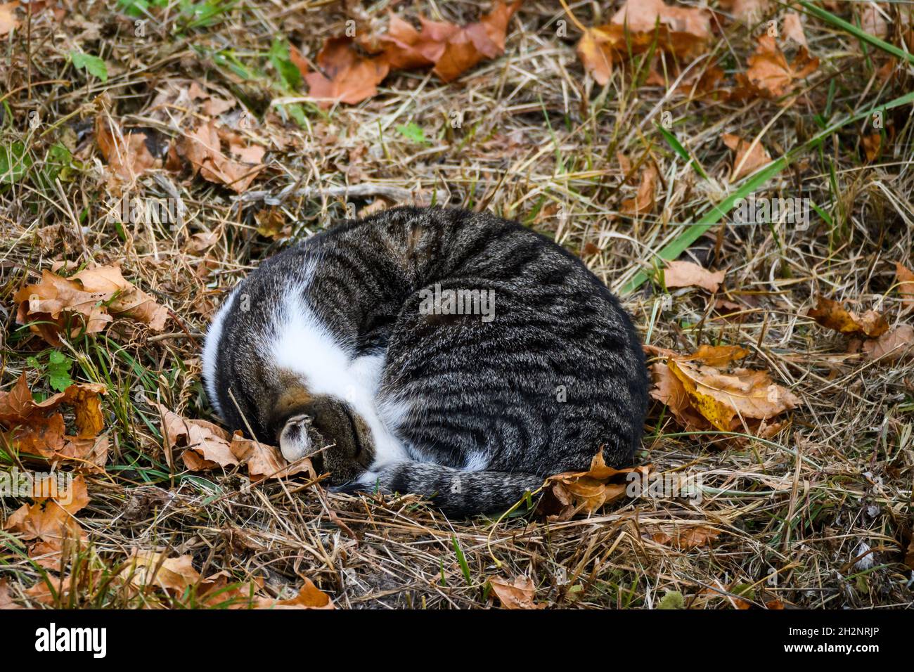 Cat dorme a terra. Foto Stock