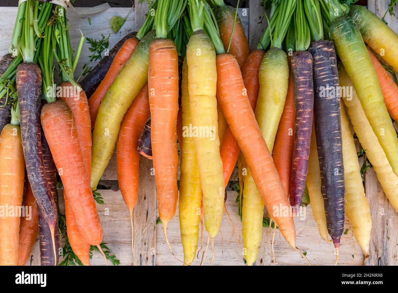 Colorate varietà di carote vecchio visto al mercato di Libourne, Francia meridionale Foto Stock