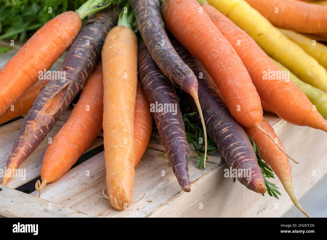 Colorate varietà di carote vecchio visto al mercato di Libourne, Francia meridionale Foto Stock