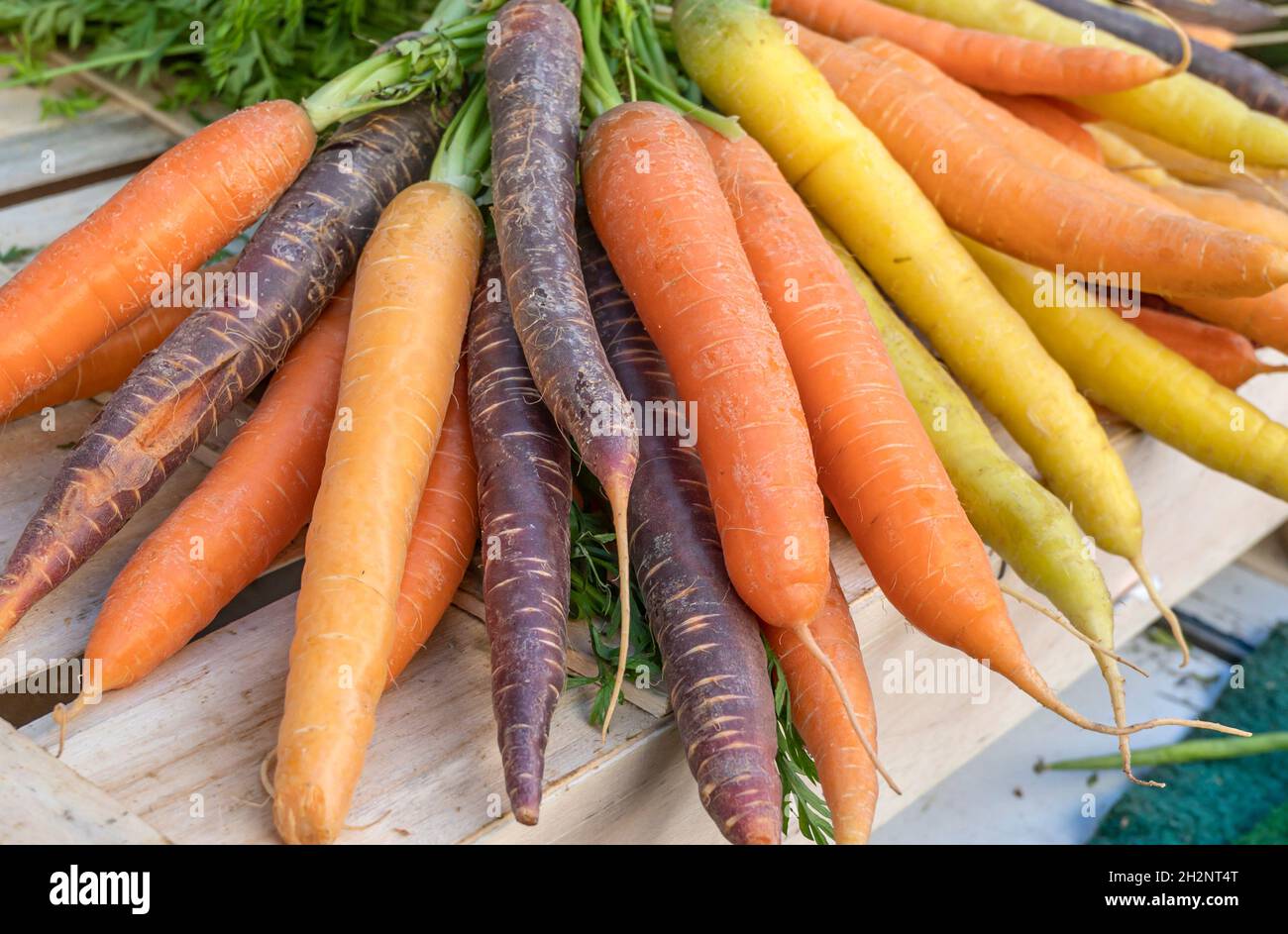 Colorate varietà di carote vecchio visto al mercato di Libourne, Francia meridionale Foto Stock