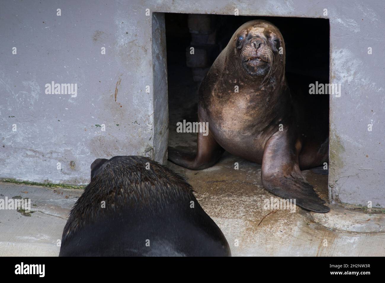 sigillo sealion cattività di walrus Foto Stock