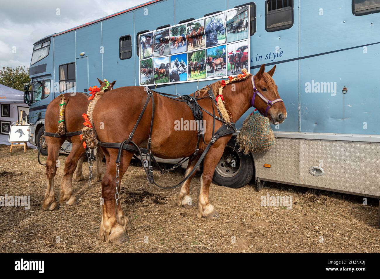 Coppia di cavalli Suffolk Punch in occasione di un Heavy Horse Event, il Great All England Plowing Match tenutosi a Droxford, Hampshire, Inghilterra, Regno Unito, ottobre 2021 Foto Stock