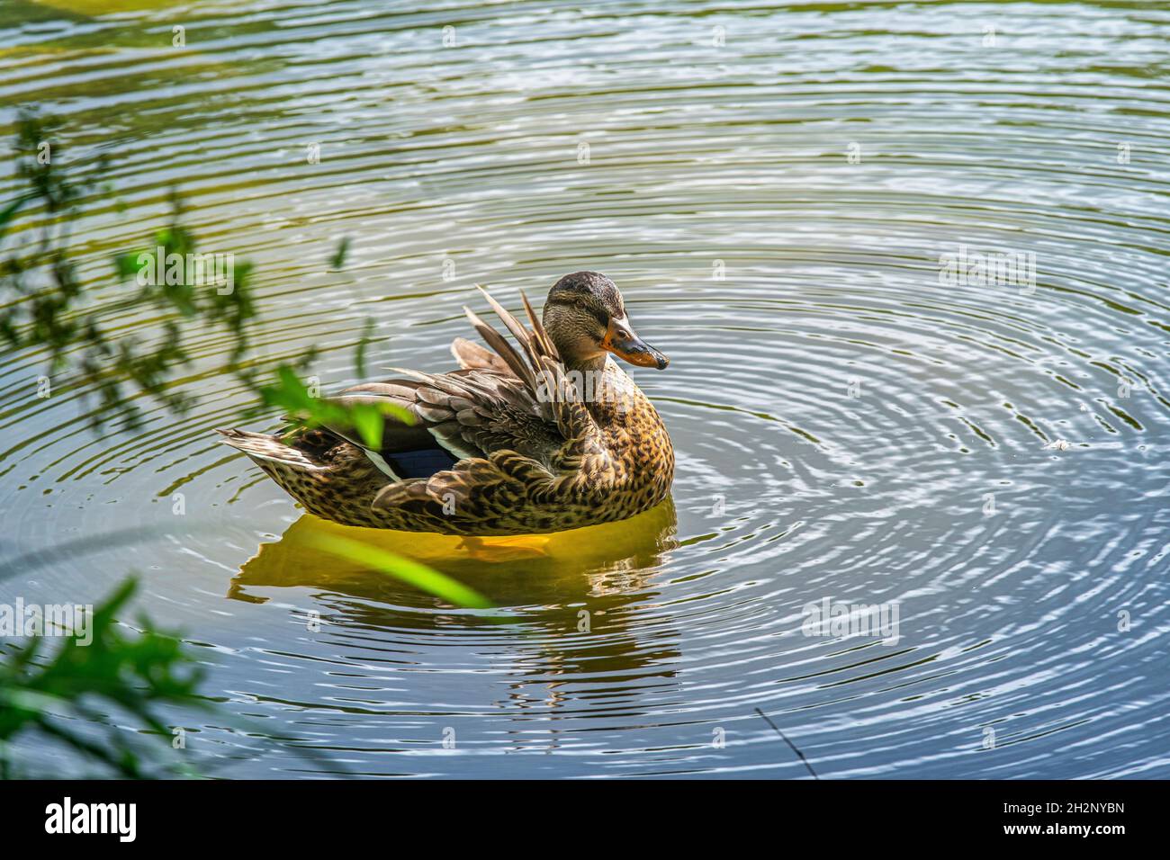 Un'anatra domestica (Anas platyrhynchos domesticus) asciuga le sue piume dopo il nuoto nel lago del Bergpark Wilhelmshöhe. Kassel, Assia, Germania. Foto Stock