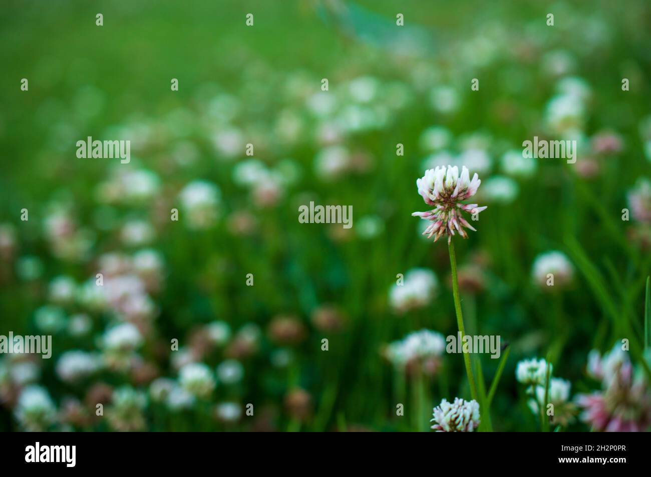 Un'infiorescenza è un gruppo o grappolo di fiori disposto su un gambo che è composto da un ramo principale o da una complessa disposizione di rami. Qui Foto Stock