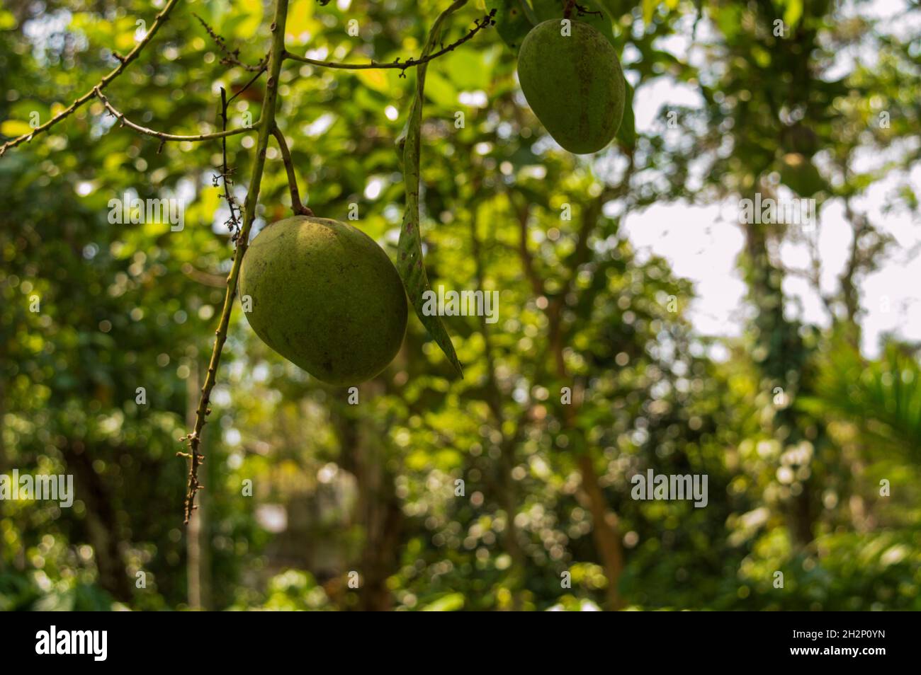 I manghi verdi sono ricchi di vitamina C, vitamina A, vitamina B6 e vitamina K. è anche una fonte vitale di magnesio, calcio, ferro Foto Stock