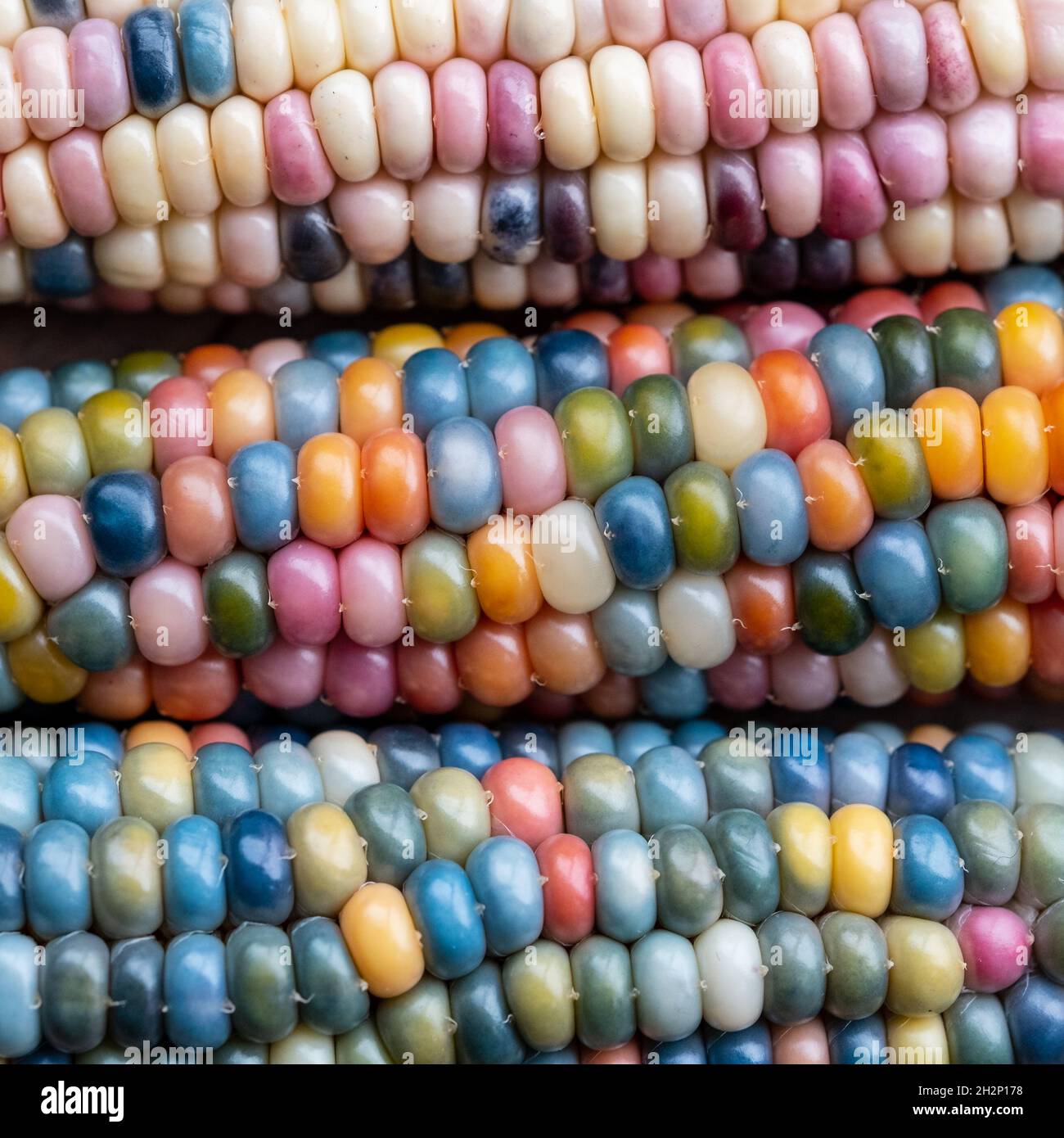 Foto macro di chicchi di granoturco in vetro di Zea Mays con chicchi color arcobaleno, coltivati su un'allotment a Londra nel Regno Unito. Foto Stock