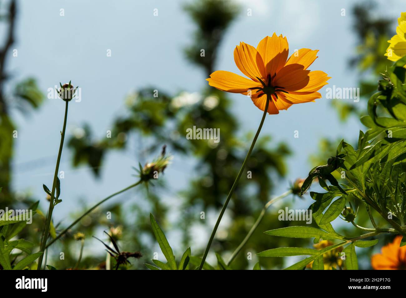 I Coreopsis sono perenni solaristi e a bassa manutenzione con fiori a margherita. Sono tolleranti alla siccità, a lunga fioritura e crescono in un terreno roccioso povero. Foto Stock